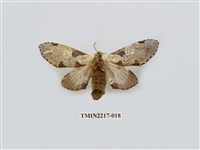 藏品(臺灣枝背舟蛾)的圖片